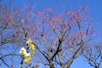 太陽の光を浴びる水仙と梅の花