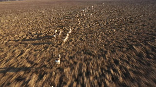 Herd of Deer runing on wheat field. Deers are dangerous pests for young seedlings. Helicopter flight over wild animals. Wildlife from above. Aerial safari in Central Europe. 