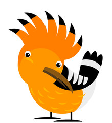 Cartoon exotic hoopoe colorful bird on white background illustration