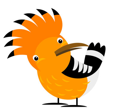 recommend clip art: Cartoon exotic hoopoe colorful bird on white background illustration