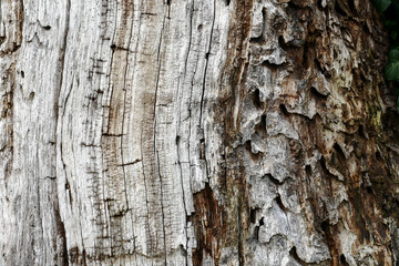 Nice old wood Texture ideal for wallpaper, background with copy space