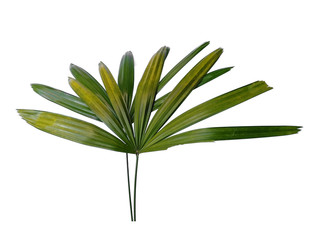Bamboo palm fresh leaves or rhapis excelsa on white background. Green leaf isolated on white background.
