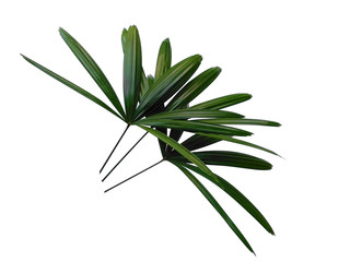 Bamboo palm fresh leaves or rhapis excelsa on white background. Green leaf isolated on white background.