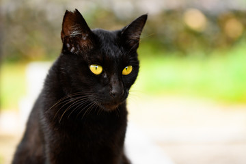 猫　野良猫　黒ネコ