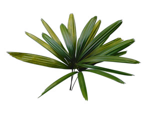 Bamboo palm fresh leaves or rhapis excelsa on white background. Green leaf isolated on white background.