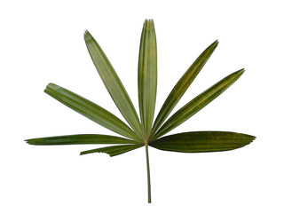 Bamboo palm fresh leaves or rhapis excelsa on white background. Green leaf isolated on white background.