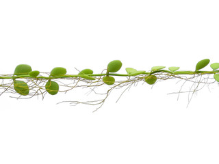 Green plant hanging isolated on white background. Houseplant hanging on white background.