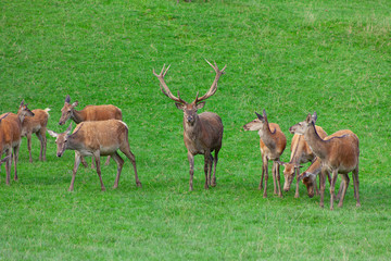 deer family on a pasture