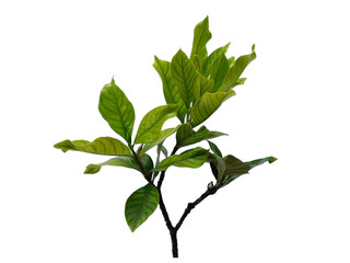Green Plant or green tree on white background. Kacapiring or Gardenia augusta also known as cape jasmine leaves isolated on white background.