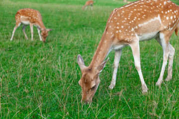 young deer on pasture