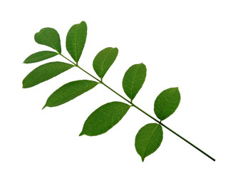 Fototapeta na wymiar Green leaf or green leaves on white background. Cemcem leaves Isolated on white background.