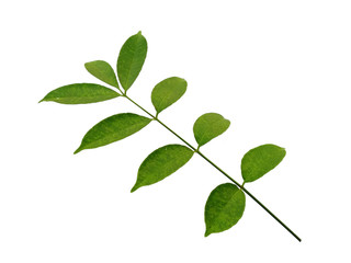 Naklejka na ściany i meble Green leaf or green leaves on white background. Cemcem leaves Isolated on white background.