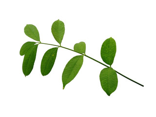 Green leaf or green leaves on white background. Cemcem leaves Isolated on white background.