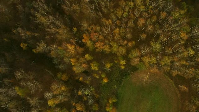 Aerial video from drone. Beautiful autumn trees.  Aerial view on autumn forest. Tops of trees with yellow leaves. Protection of nature and environment. Ecology. Flight over field and forest. Go dowm