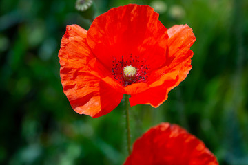 Obraz premium poppy flowerd on s green summer meadow