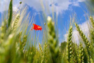 poppy flowers on a green summer meadow