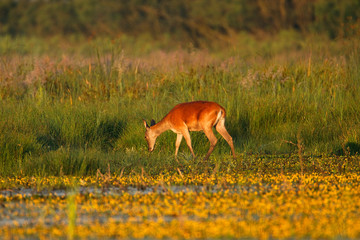 Red deer in shallow wetland,  Lonjsko polje, Croatia