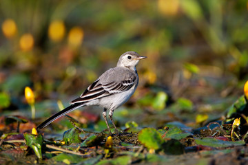 White wagtail in a shallow marsh