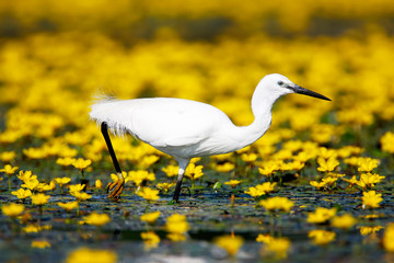 The little egret on the marsh covered by the  flowers of fringed water-lily