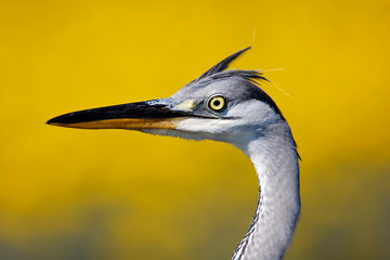 Young grey heron portrait in the backgrounf of the yellow flowers