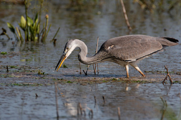 Grey heron hunting on a shallow marsh