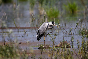 Grey heron hunting on a shallow marsh