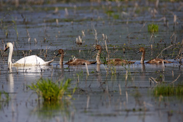 Family of swans on the marsh, Lonjsko polje