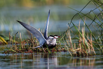 Whiskered tern nesting on a shallow wetland