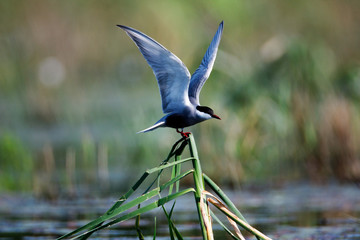 Whiskered tern nesting on a shallow wetland