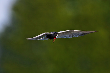 Whiskered tern nesting on a shallow wetland