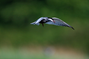 Whiskered tern nesting on a shallow wetland