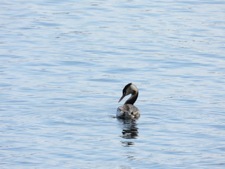 水の中が気になる水鳥