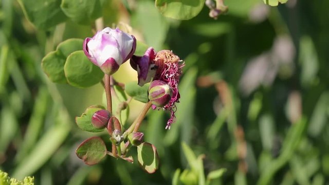 Capparis spinosa, the caper bush from the remote island of Palagruža in Croatian Adriatic