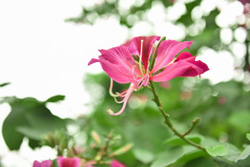 Bauhinia is produced in southern China. India and Indochina Peninsula are distributed. It is a good ornamental and nectar plant, widely cultivated in tropical and subtropical areas.