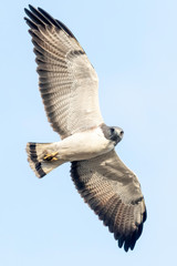 Obraz premium White-tailed Hawk Juvenile flying over Laguna Seca Ranch, Texas