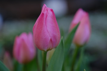 Fototapeta premium różowe tulipany w ogrodzie