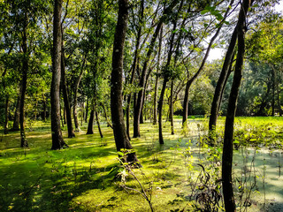 Natural shot in a summer days.