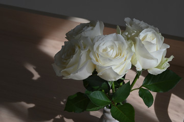 beautiful white rose flower blossom blooming decoration in vase with sunlight in the morning day