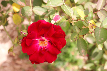 Obraz premium Red flower garden