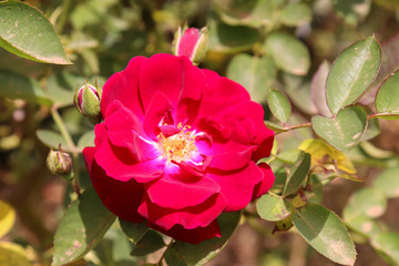 Obraz premium Red flower garden