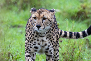 Cheetah in the Rain, Maasai Mara National Park, Kenya