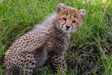 Baby Cheetah, Maasai Mara National Park, Kenya