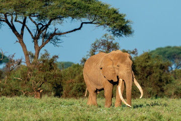 Endangered Tusker Elephant - Amboseli National Park, Kenya