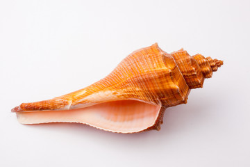 sea shell