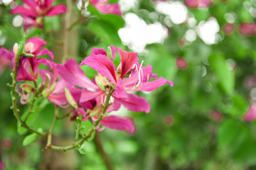 Bauhinia flowers blooming in the park.Bauhinia is produced in southern China. India and Indochina Peninsula are distributed. It is a good ornamental and nectar plant,widely cultivated in tropical aras