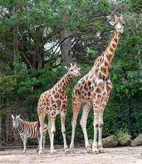 african giraffe