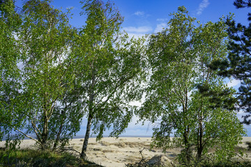 Natural landscape with trees against the sky.