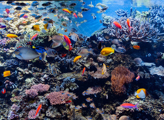 colorful tropical fish and coral