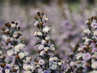 white Magaret flower garden and sweet background fram