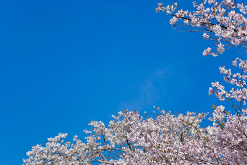 都城観音池公園　青空の中の桜	